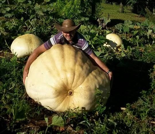 Abóbora foi colhida em Ipira
