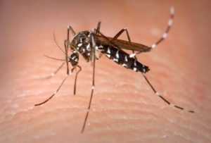 dengue_8511