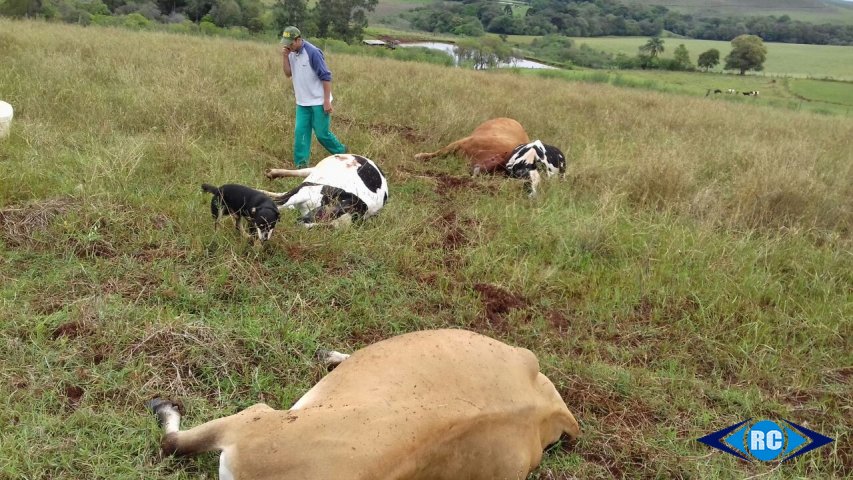 bovino