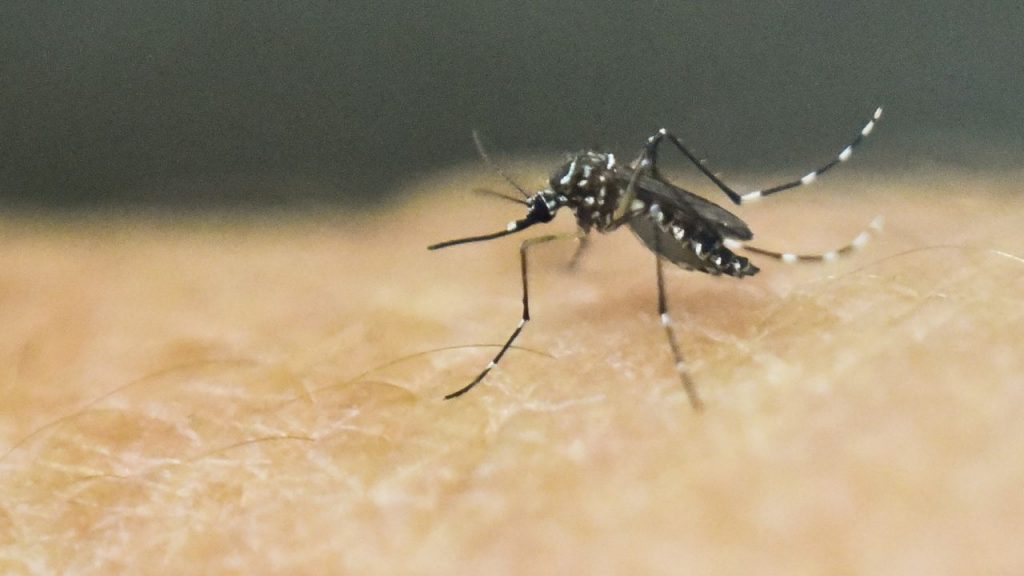 dengue
