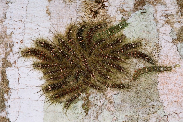taturana