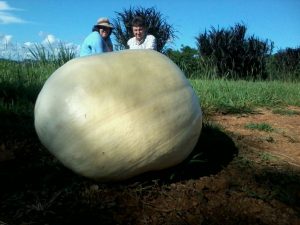 Abóbora colhida no ano passado pela família