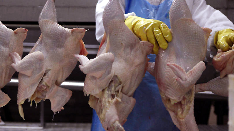 frango4
