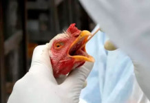 Rio Grande do Sul confirma primeiro caso de gripe aviária em aves de subsistência