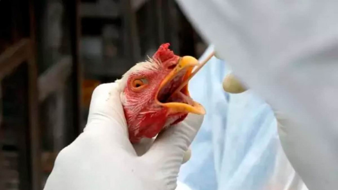 Destaque-gripe-aviaria