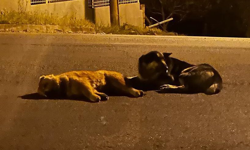 Cachorro fica ao lado de companheiro atropelado em Concórdia