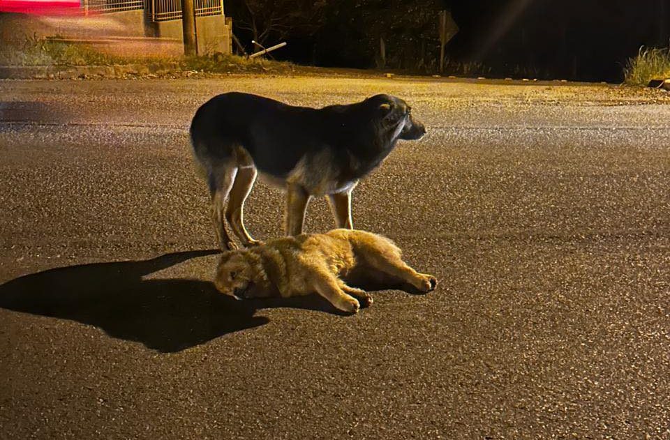 Cachorro fica ao lado de companheiro atropelado em Concórdia