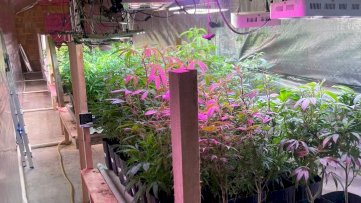 Polícia localiza estufa clandestina de maconha