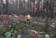 Trabalhador morre atingido por eucalipto no interior de Rio das Antas Trabalhador morre atingido por eucalipto no interior