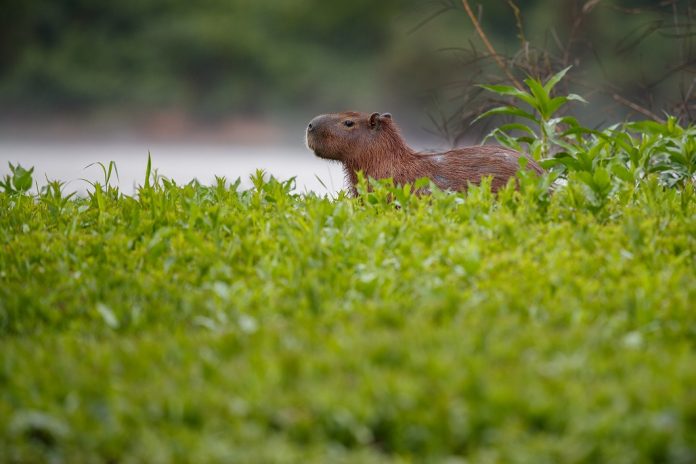 capybara-nature-habitat-northern-pantanal