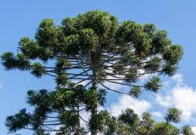 Idoso é localizado após se perder em mata durante coleta de pinhão em Catanduvas