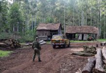 Brigada Militar apreende madeira nativa em carvoaria irregular em Aratiba/RS