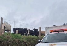 Homem morre ao ser atingido por animal em propriedade rural de Alto Bela Vista