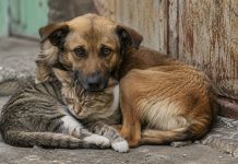 Campos Novos é o 4º município de SC com maior incidência de maus-tratos a animais